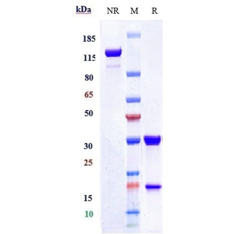 SDS-PAGE - Tusamitamab Biosimilar - Anti-CEACAM5 Antibody - Low endotoxin, Azide free (A323808) - Antibodies.com