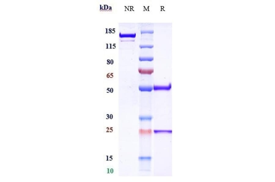 SDS-PAGE - Ublituximab Biosimilar - Anti-CD20 Antibody - Low endotoxin, Azide free (A323809) - Antibodies.com