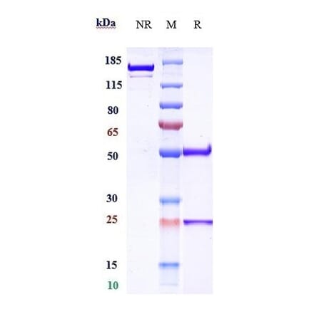 SDS-PAGE - Ublituximab Biosimilar - Anti-CD20 Antibody - Low endotoxin, Azide free (A323809) - Antibodies.com