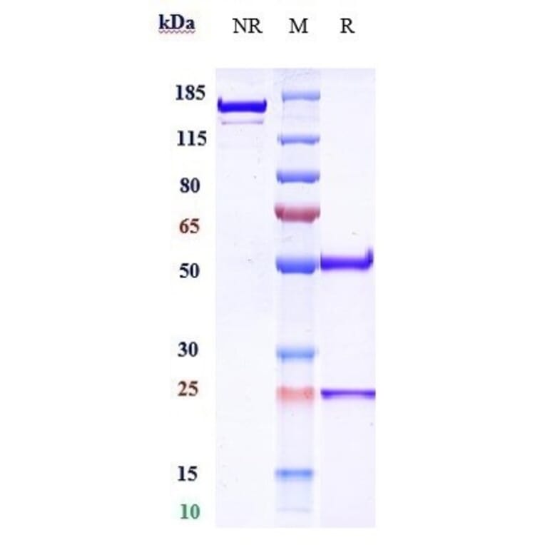 SDS-PAGE - Ublituximab Biosimilar - Anti-CD20 Antibody - Low endotoxin, Azide free (A323809) - Antibodies.com