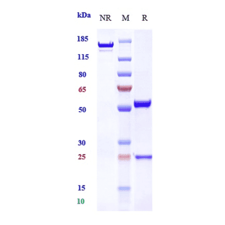 SDS-PAGE - Uliledlimab Biosimilar - Anti-CD73 Antibody - Low endotoxin, Azide free (A323810) - Antibodies.com