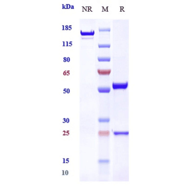 SDS-PAGE - Uliledlimab Biosimilar - Anti-CD73 Antibody - Low endotoxin, Azide free (A323810) - Antibodies.com