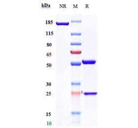 SDS-PAGE - Ulocuplumab Biosimilar - Anti-CXCR4 Antibody - Low endotoxin, Azide free (A323812) - Antibodies.com