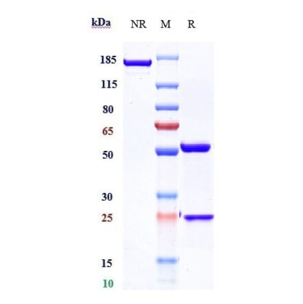 SDS-PAGE - Ulocuplumab Biosimilar - Anti-CXCR4 Antibody - Low endotoxin, Azide free (A323812) - Antibodies.com