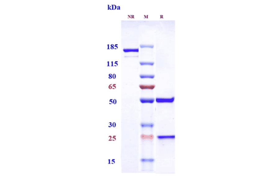 SDS-PAGE - Upifitamab Biosimilar - Anti-SLC34A2 Antibody - Low endotoxin, Azide free (A323813) - Antibodies.com