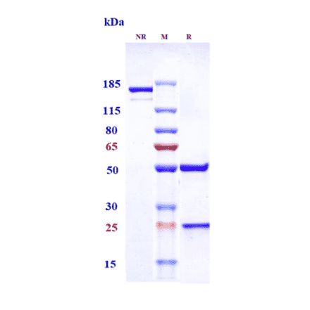 SDS-PAGE - Upifitamab Biosimilar - Anti-SLC34A2 Antibody - Low endotoxin, Azide free (A323813) - Antibodies.com