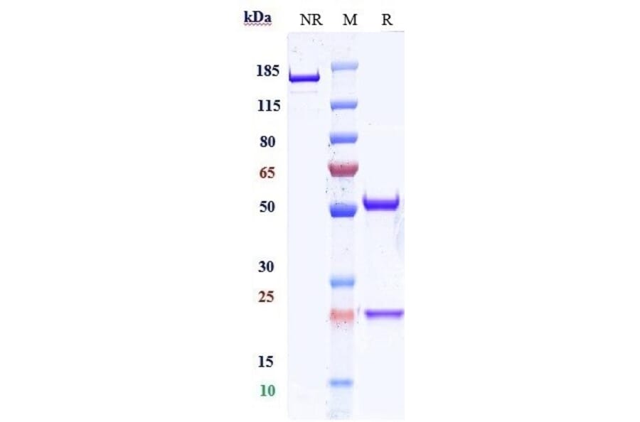 SDS-PAGE - Urabrelimab Biosimilar - Anti-CD47 Antibody - Low endotoxin, Azide free (A323814) - Antibodies.com