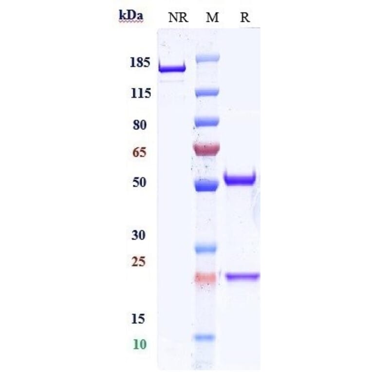 SDS-PAGE - Urabrelimab Biosimilar - Anti-CD47 Antibody - Low endotoxin, Azide free (A323814) - Antibodies.com