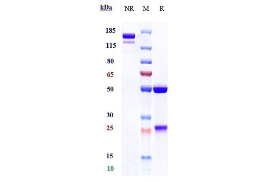 SDS-PAGE - Utomilumab Biosimilar - Anti-CD137 Antibody - Low endotoxin, Azide free (A323816) - Antibodies.com