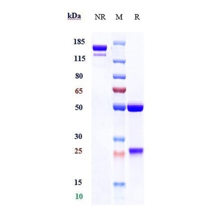 SDS-PAGE - Utomilumab Biosimilar - Anti-CD137 Antibody - Low endotoxin, Azide free (A323816) - Antibodies.com