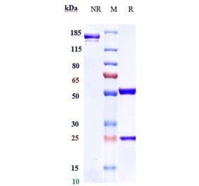 SDS-PAGE - Vadastuximab Biosimilar - Anti-CD33 Antibody - Low endotoxin, Azide free (A323818) - Antibodies.com