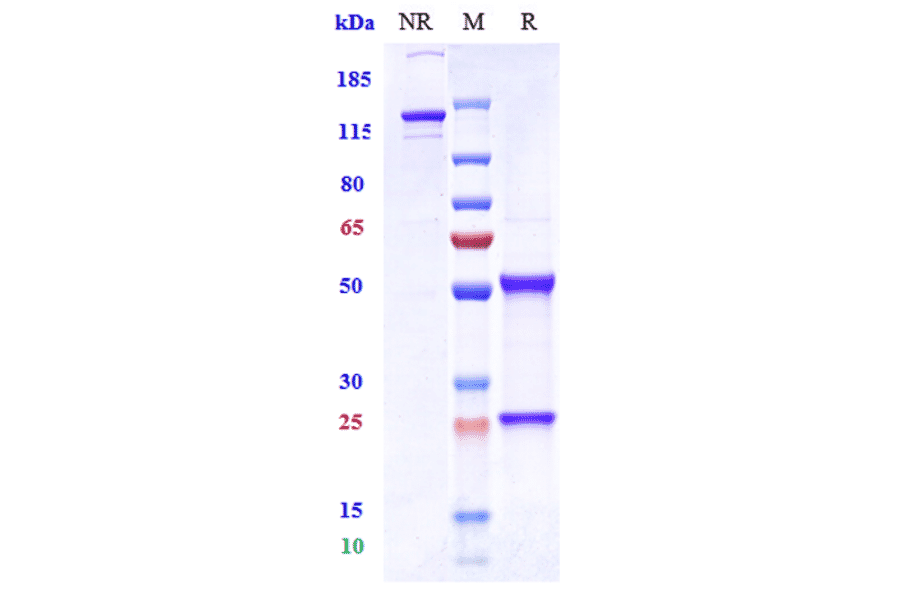 SDS-PAGE - Vandortuzumab Biosimilar - Anti-STEAP1 Antibody - Low endotoxin, Azide free (A323819) - Antibodies.com