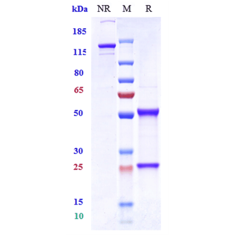 SDS-PAGE - Vandortuzumab Biosimilar - Anti-STEAP1 Antibody - Low endotoxin, Azide free (A323819) - Antibodies.com