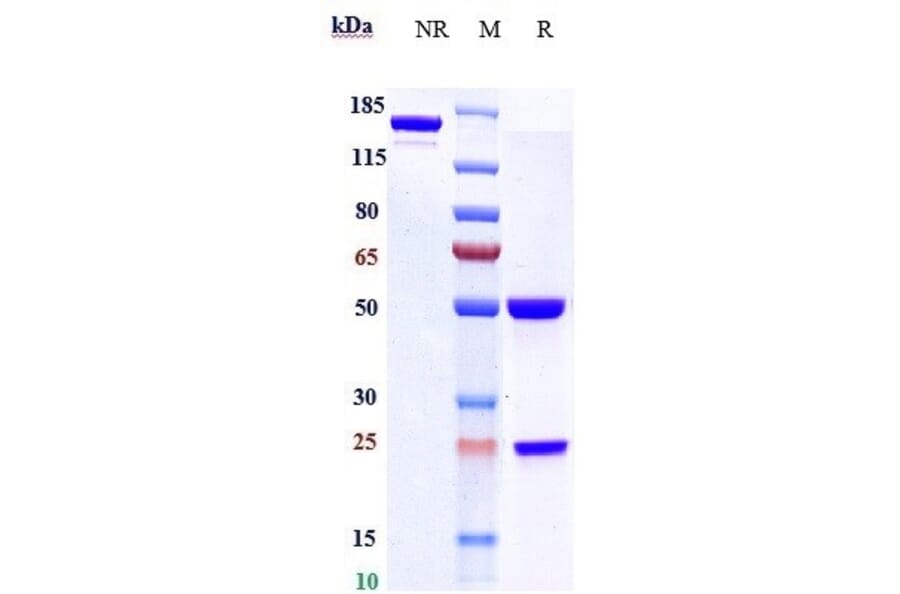 SDS-PAGE - Varlilumab Biosimilar - Anti-CD27 Antibody - Low endotoxin, Azide free (A323822) - Antibodies.com