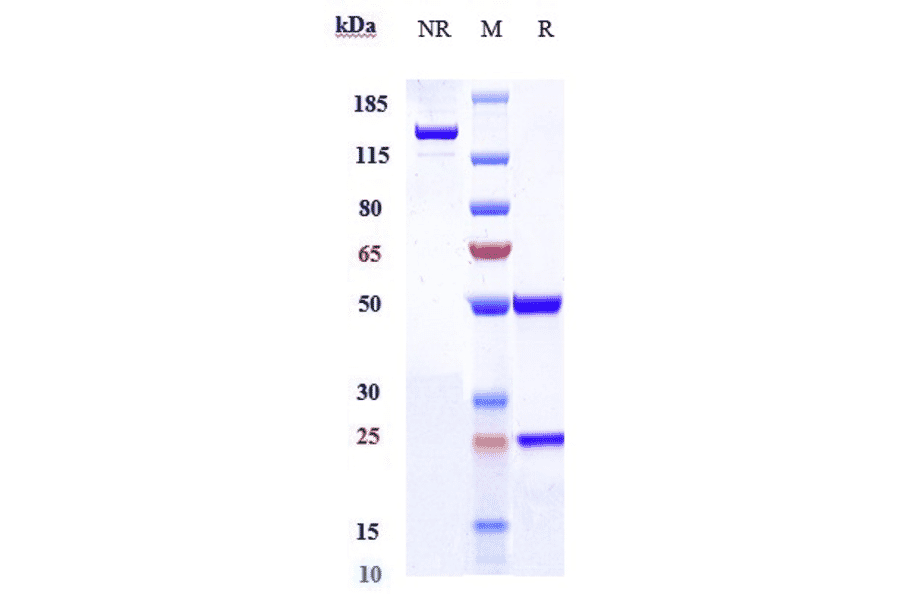 SDS-PAGE - Vatelizumab Biosimilar - Anti-Integrin alpha 2 + beta 1 Antibody - Low endotoxin, Azide free (A323823) - Antibodies.com
