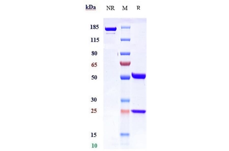 SDS-PAGE - Vedolizumab Biosimilar - Anti-Integrin alpha 4 + beta 7 Antibody - Low endotoxin, Azide free (A323824) - Antibodies.com