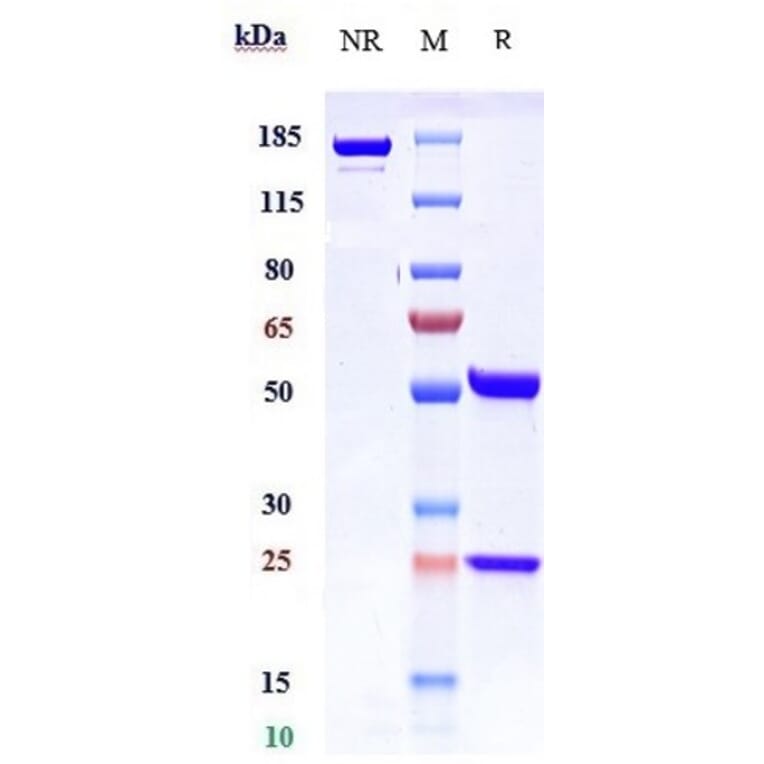 SDS-PAGE - Vedolizumab Biosimilar - Anti-Integrin alpha 4 + beta 7 Antibody - Low endotoxin, Azide free (A323824) - Antibodies.com