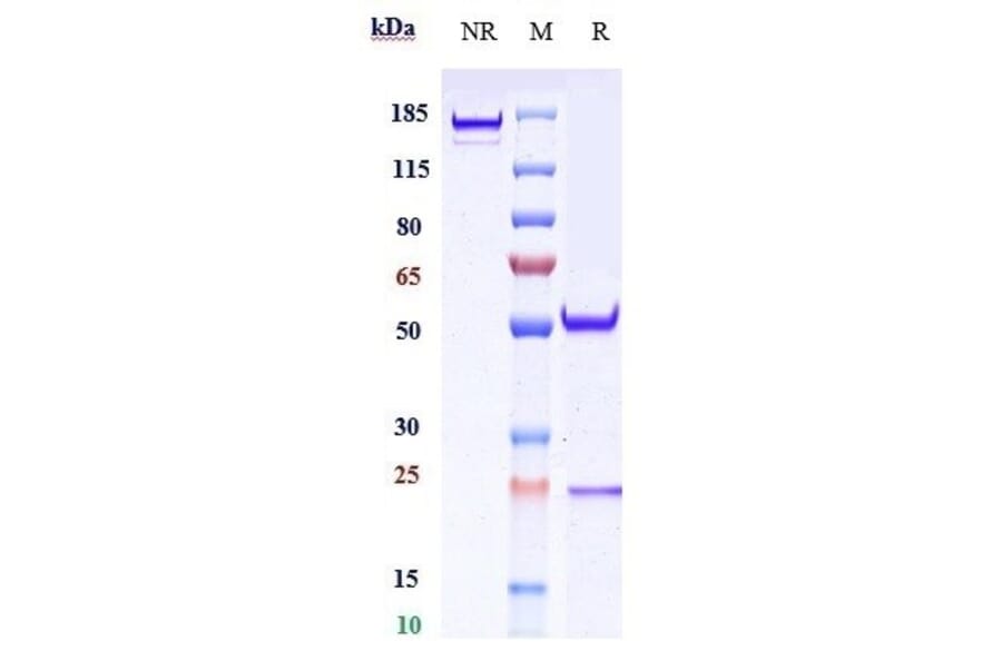 SDS-PAGE - Veltuzumab Biosimilar - Anti-CD20 Antibody - Low endotoxin, Azide free (A323825) - Antibodies.com