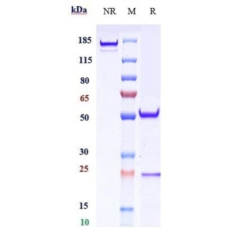 SDS-PAGE - Veltuzumab Biosimilar - Anti-CD20 Antibody - Low endotoxin, Azide free (A323825) - Antibodies.com