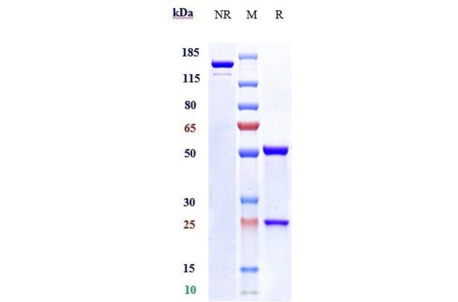 SDS-PAGE - Vesencumab Biosimilar - Anti-Neuropilin 1 Antibody - Low endotoxin, Azide free (A323826) - Antibodies.com