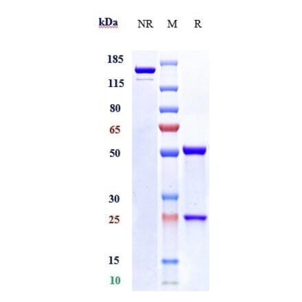 SDS-PAGE - Vesencumab Biosimilar - Anti-Neuropilin 1 Antibody - Low endotoxin, Azide free (A323826) - Antibodies.com