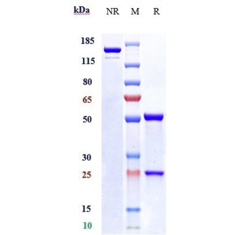 SDS-PAGE - Vesencumab Biosimilar - Anti-Neuropilin 1 Antibody - Low endotoxin, Azide free (A323826) - Antibodies.com