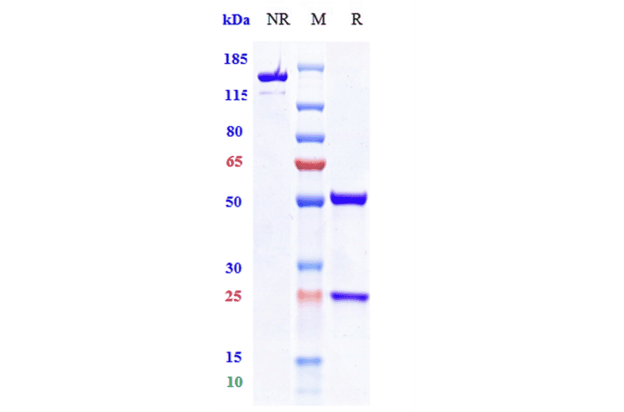SDS-PAGE - Vibostolimab Biosimilar - Anti-TIGIT Antibody - Low endotoxin, Azide free (A323827) - Antibodies.com