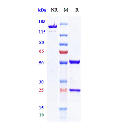 SDS-PAGE - Vibostolimab Biosimilar - Anti-TIGIT Antibody - Low endotoxin, Azide free (A323827) - Antibodies.com