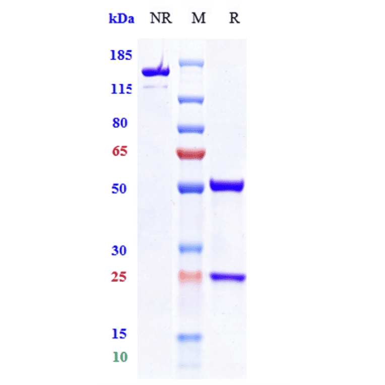 SDS-PAGE - Vibostolimab Biosimilar - Anti-TIGIT Antibody - Low endotoxin, Azide free (A323827) - Antibodies.com