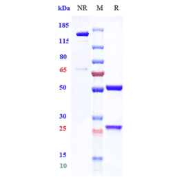 SDS-PAGE - Vilobelimab Biosimilar - Anti-C5 Antibody - Low endotoxin, Azide free (A323828) - Antibodies.com