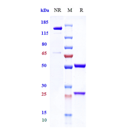 SDS-PAGE - Vilobelimab Biosimilar - Anti-C5 Antibody - Low endotoxin, Azide free (A323828) - Antibodies.com