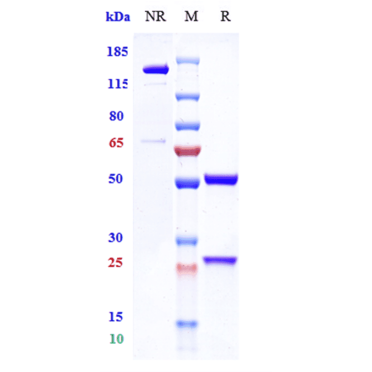 SDS-PAGE - Vilobelimab Biosimilar - Anti-C5 Antibody - Low endotoxin, Azide free (A323828) - Antibodies.com