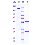 SDS-PAGE - Vilobelimab Biosimilar - Anti-C5 Antibody - Low endotoxin, Azide free (A323828) - Antibodies.com
