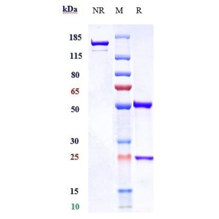 SDS-PAGE - Visilizumab Biosimilar - Anti-CD3 Antibody - Low endotoxin, Azide free (A323829) - Antibodies.com