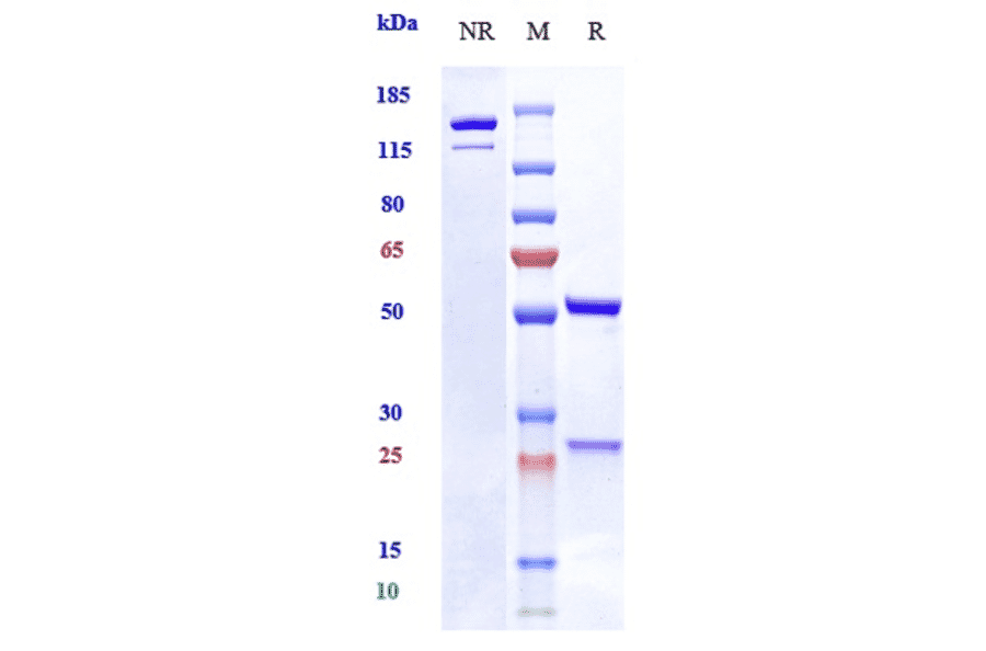 SDS-PAGE - Vixarelimab Biosimilar - Anti-OSMR Antibody - Low endotoxin, Azide free (A323830) - Antibodies.com
