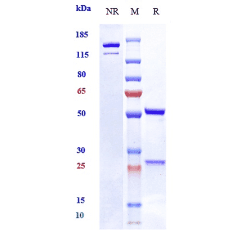 SDS-PAGE - Vixarelimab Biosimilar - Anti-OSMR Antibody - Low endotoxin, Azide free (A323830) - Antibodies.com