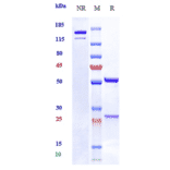 SDS-PAGE - Vixarelimab Biosimilar - Anti-OSMR Antibody - Low endotoxin, Azide free (A323830) - Antibodies.com