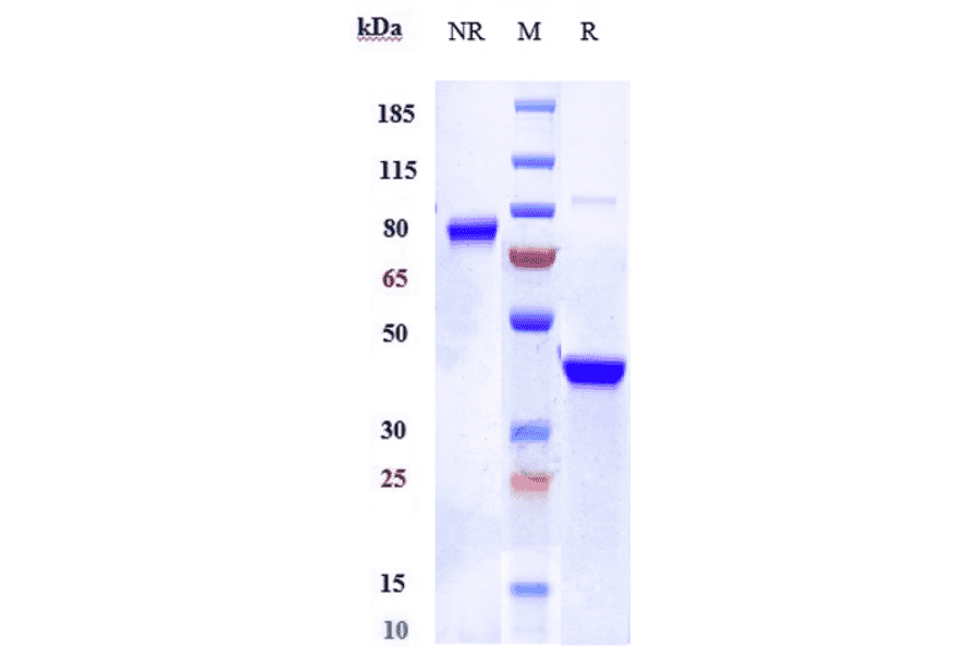 SDS-PAGE - Vobarilizumab Biosimilar - Anti-IL-6R Antibody - Low endotoxin, Azide free (A323831) - Antibodies.com