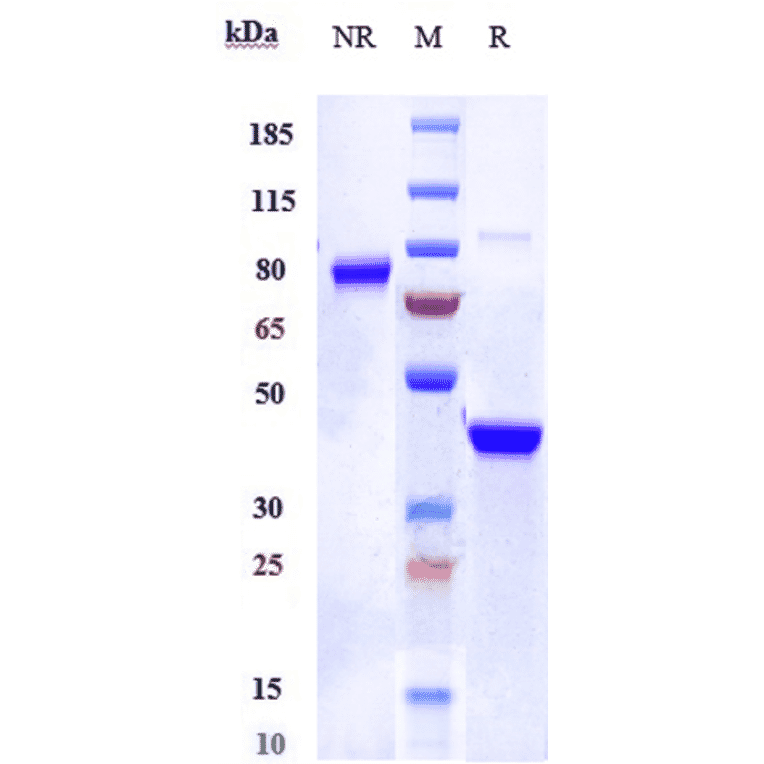 SDS-PAGE - Vobarilizumab Biosimilar - Anti-IL-6R Antibody - Low endotoxin, Azide free (A323831) - Antibodies.com