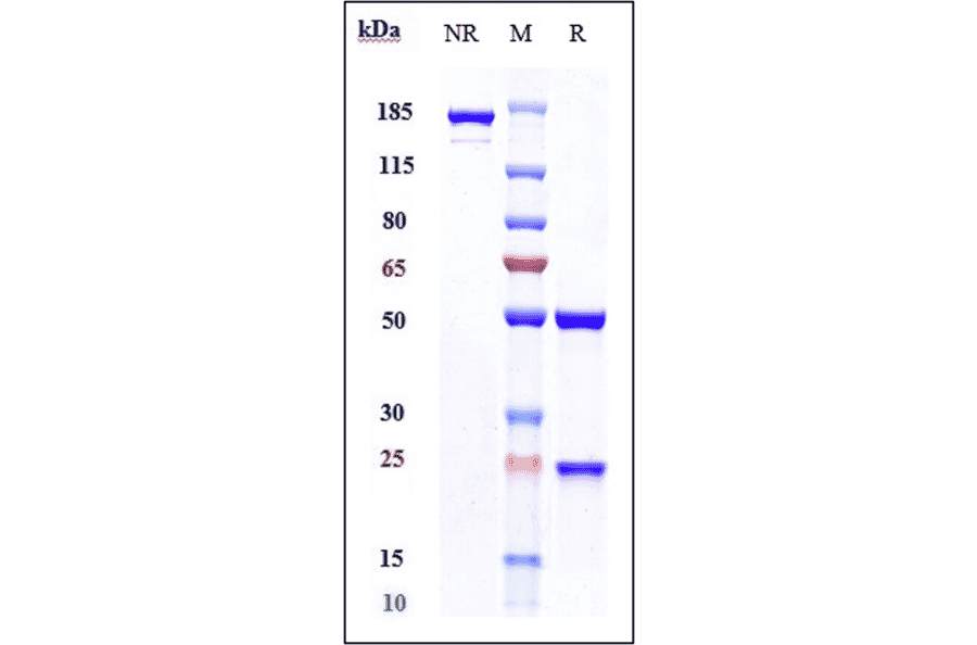 SDS-PAGE - Vofatamab Biosimilar - Anti-FGFR3 Antibody - Low endotoxin, Azide free (A323832) - Antibodies.com