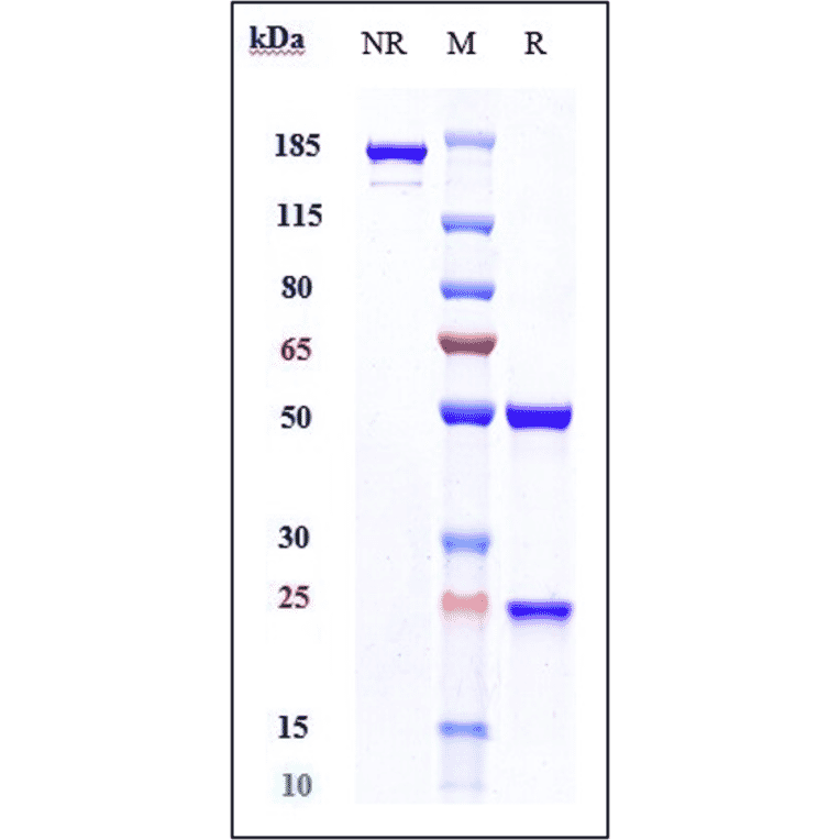 SDS-PAGE - Vofatamab Biosimilar - Anti-FGFR3 Antibody - Low endotoxin, Azide free (A323832) - Antibodies.com