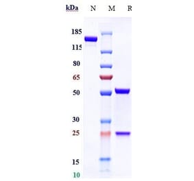 SDS-PAGE - Volagidemab Biosimilar - Anti-Glucagon Receptor Antibody - Low endotoxin, Azide free (A323833) - Antibodies.com