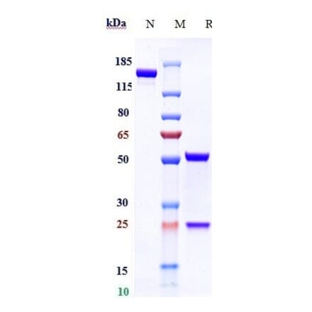 SDS-PAGE - Volagidemab Biosimilar - Anti-Glucagon Receptor Antibody - Low endotoxin, Azide free (A323833) - Antibodies.com