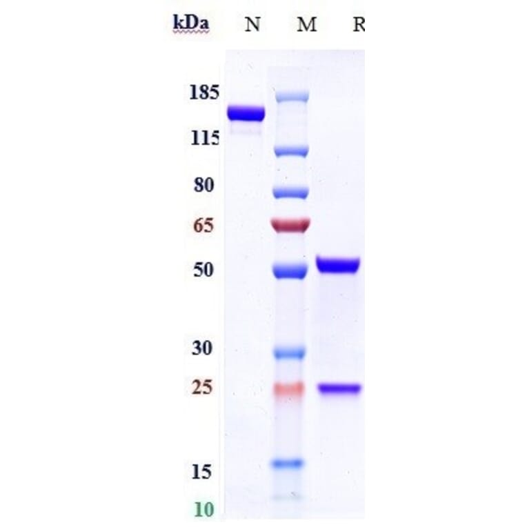 SDS-PAGE - Volagidemab Biosimilar - Anti-Glucagon Receptor Antibody - Low endotoxin, Azide free (A323833) - Antibodies.com