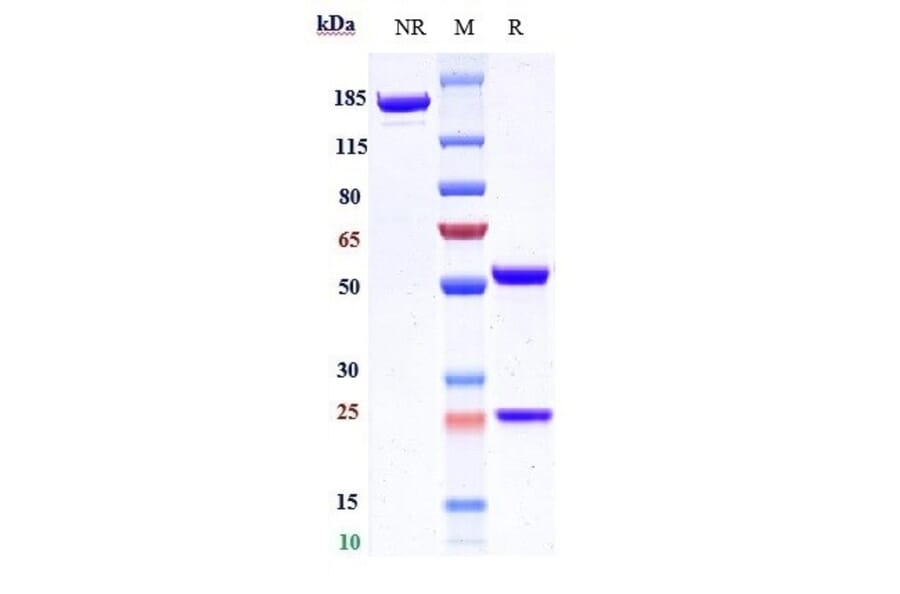 SDS-PAGE - Volociximab Biosimilar - Anti-Integrin alpha 5 + beta 1 Antibody - Low endotoxin, Azide free (A323834) - Antibodies.com