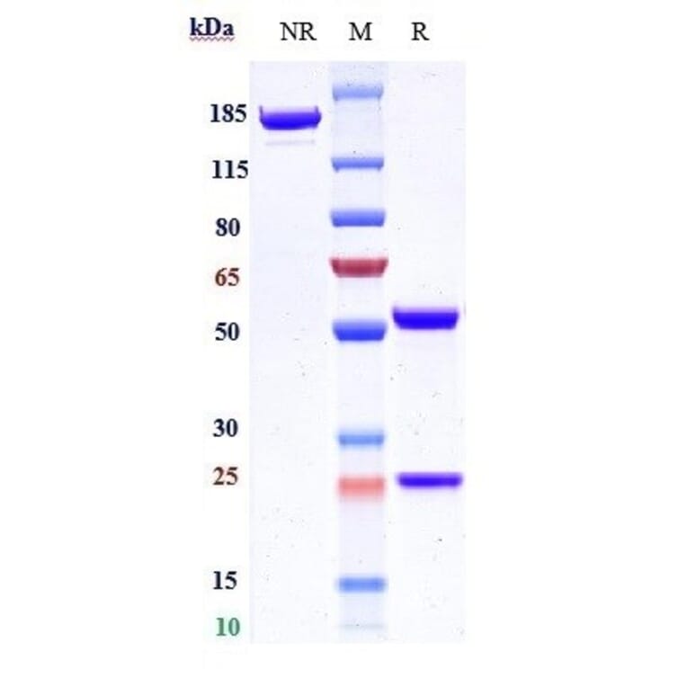 SDS-PAGE - Volociximab Biosimilar - Anti-Integrin alpha 5 + beta 1 Antibody - Low endotoxin, Azide free (A323834) - Antibodies.com