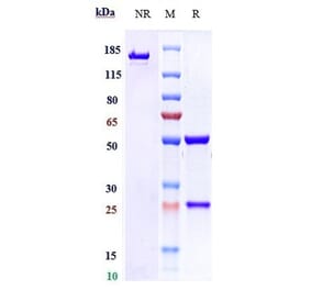 SDS-PAGE - Vopratelimab Biosimilar - Anti-ICOS Antibody - Low endotoxin, Azide free (A323836) - Antibodies.com