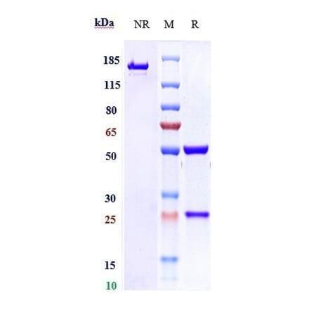 SDS-PAGE - Vopratelimab Biosimilar - Anti-ICOS Antibody - Low endotoxin, Azide free (A323836) - Antibodies.com