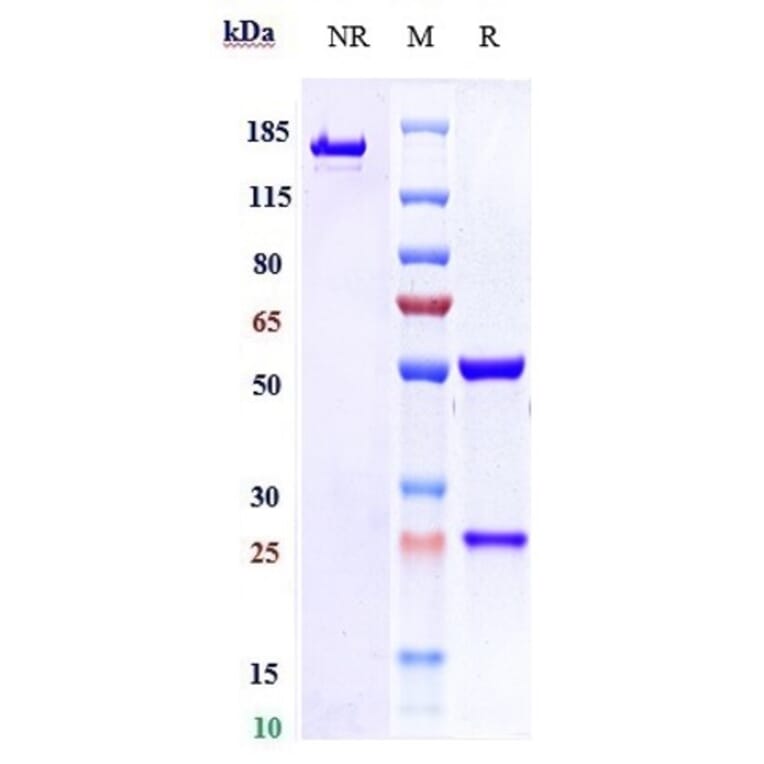 SDS-PAGE - Vopratelimab Biosimilar - Anti-ICOS Antibody - Low endotoxin, Azide free (A323836) - Antibodies.com