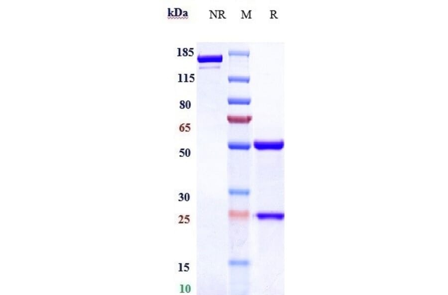 SDS-PAGE - Vorsetuzumab Biosimilar - Anti-CD70 Antibody - Low endotoxin, Azide free (A323838) - Antibodies.com